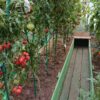 Сердце красного дракона