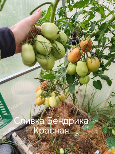 Сливка Бендрика красная photo review