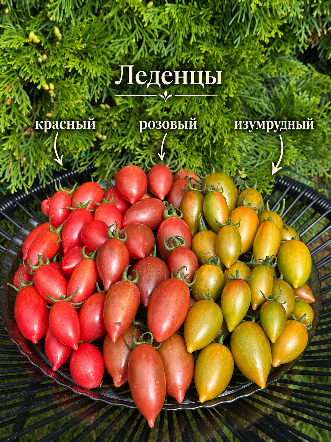 A39C57E5-290C-49E8-A93D-6CA4AA11C20B